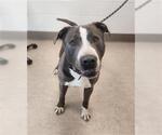Small American Pit Bull Terrier