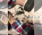 Small Photo #5 Pug Puppy For Sale in BLOOMINGTON, IL, USA