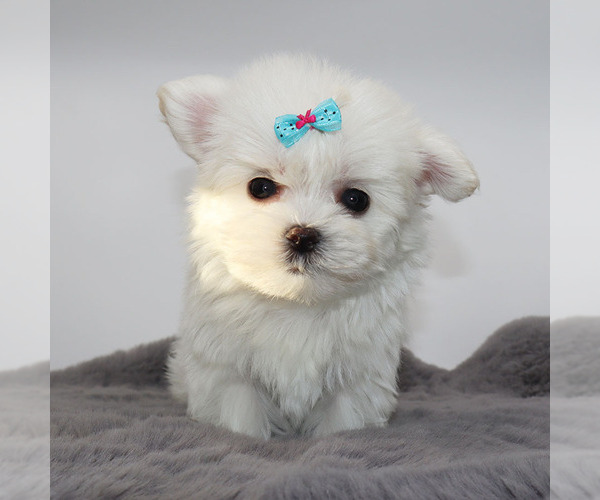 Medium Photo #4 Maltese Puppy For Sale in LOS ANGELES, CA, USA
