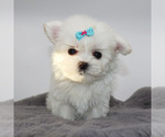 Small #3 Maltese