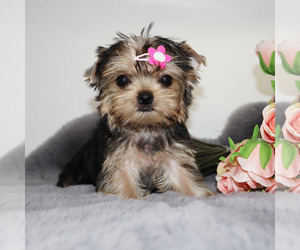 Yorkshire Terrier Puppy for sale in LOS ANGELES, CA, USA