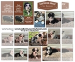 Small #1 Miniature Australian Shepherd