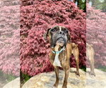Small #3 Boxer