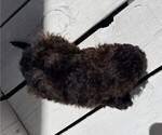 Small Photo #3 Poodle (Miniature) Puppy For Sale in CURTISS, WI, USA