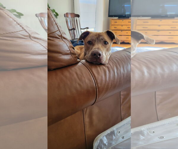 Medium Photo #5 Labrador Retriever-Unknown Mix Puppy For Sale in Doylestown, PA, USA