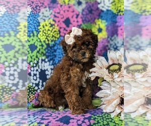 ShihPoo Puppy for sale in LINCOLN UNIVERSITY, PA, USA