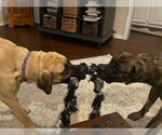 Small #3 Mastiff