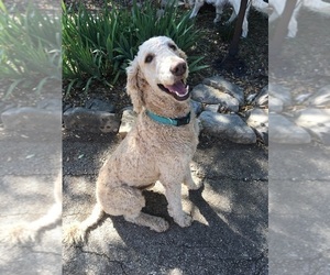 Poodle (Standard) Puppy for sale in BANDERA, TX, USA