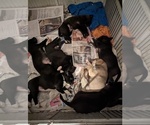Small Photo #2 Cane Corso-Northern Inuit Dog Mix Puppy For Sale in FORT COLLINS, CO, USA