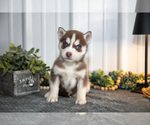 Puppy Tucker Siberian Husky