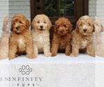 Small #1 Goldendoodle (Miniature)