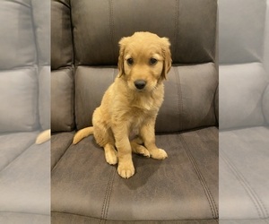 Golden Retriever Puppy for sale in TURNER, OR, USA