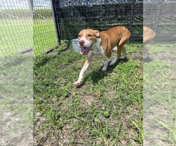 Medium Photo #5 Mutt Puppy For Sale in Abbeville, LA, USA