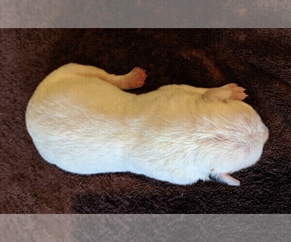 Medium Photo #3 American Bulldog Puppy For Sale in MILLS RIVER, NC, USA
