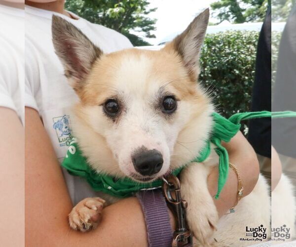 Medium Photo #3 Jack Russell Terrier-Unknown Mix Puppy For Sale in Washington, DC, USA