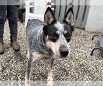 Small Texas Heeler