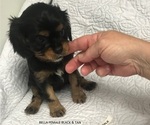 Small Photo #2 Cavalier King Charles Spaniel Puppy For Sale in WILMINGTON, NC, USA