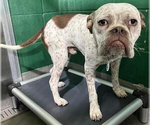American Bulldog Dogs for adoption in Forestville, MD, USA
