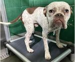 Small American Bulldog