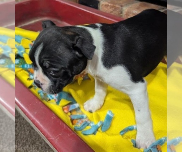 Medium Photo #3 Boston Terrier Puppy For Sale in HOT SPRINGS, SD, USA