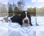 Small Photo #1 Basset Hound Puppy For Sale in PETERSBURG, IN, USA