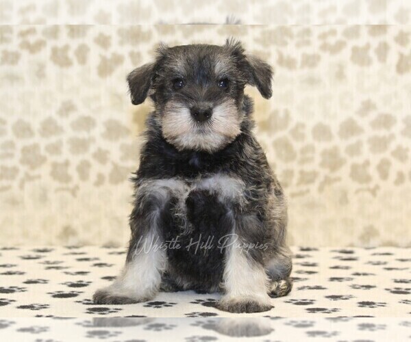 Medium Photo #1 Schnauzer (Miniature) Puppy For Sale in DENVER, PA, USA