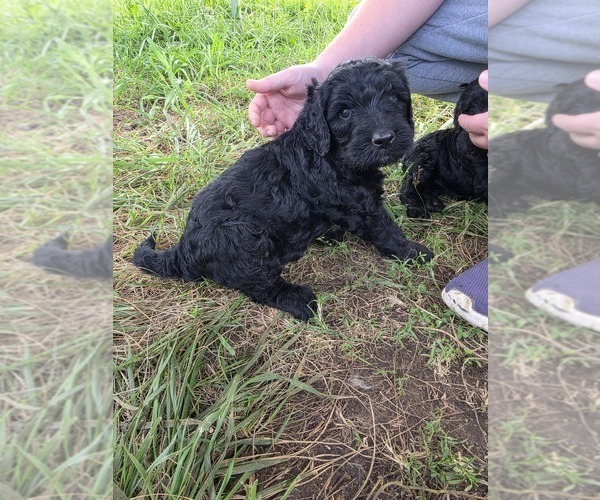 Medium Photo #6 Double Doodle Puppy For Sale in FYFFE, AL, USA