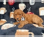 Small #6 Cockapoo (Miniature)