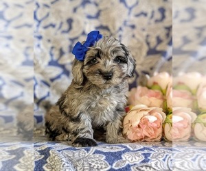 Maltipoo-Poodle (Miniature) Mix Puppy for sale in LINCOLN UNIV, PA, USA