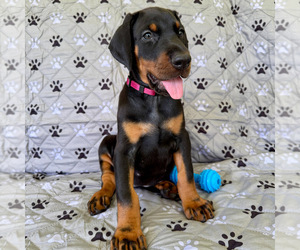 Doberman Pinscher Puppy for sale in LAKELAND, FL, USA