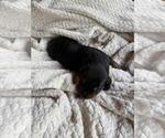 Puppy Puppy 1 Doberman Pinscher