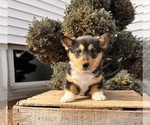 Small #2 Pembroke Welsh Corgi