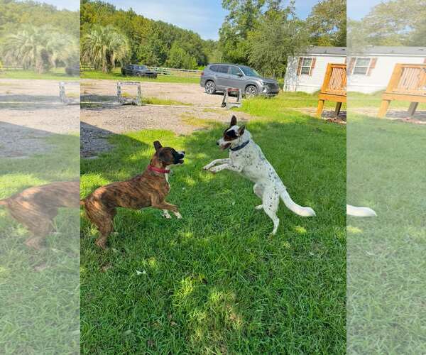Medium Photo #4 Collie-Unknown Mix Puppy For Sale in Mount Pleasant, SC, USA