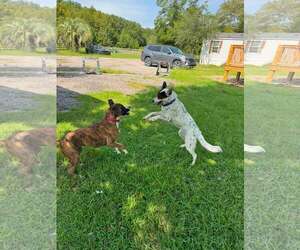 Pippa - Female Collie-Unknown Mix Dog for Adoption - Photo #4