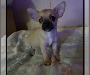 Chihuahua Puppy for sale in CASTLE HAYNE, NC, USA