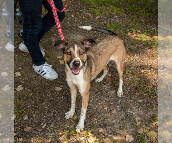 Medium Photo #4 Mutt Puppy For Sale in Canton, CT, USA