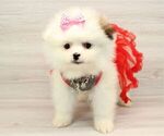 Small Photo #15 Pomeranian Puppy For Sale in LAS VEGAS, NV, USA