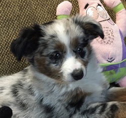 Miniature Australian Shepherd Puppy for sale in AUSTIN, TX, USA