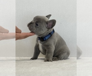 French Bulldog Puppy for sale in MODESTO, CA, USA