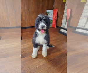 Bernedoodle Puppy for sale in BLACK FOREST, CO, USA