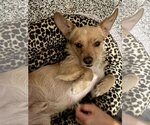 Small #1 Cocker Spaniel-Jack Russell Terrier Mix
