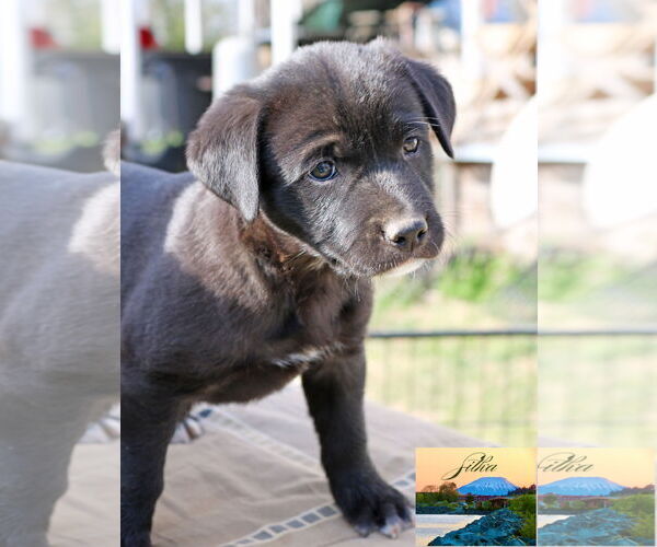 Medium Photo #17 Borador Puppy For Sale in Wakefield, RI, USA