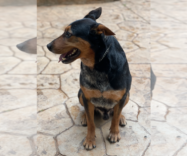 Medium Photo #2 Mutt Puppy For Sale in Decatur, GA, USA