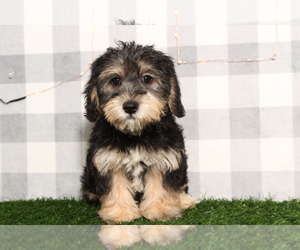 Yo-Chon Puppy for sale in MARIETTA, GA, USA