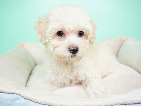 Medium Photo #4 Maltipoo Puppy For Sale in LA MIRADA, CA, USA