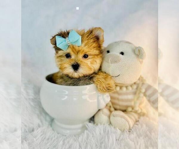 Medium Photo #13 Morkie Puppy For Sale in THONOTOSASSA, FL, USA