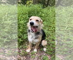 Small #4 Jack Russell Terrier-Wheaten Terrier Mix