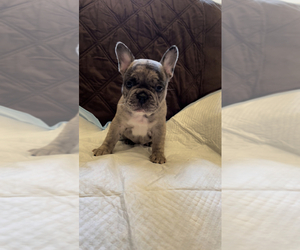 French Bulldog Puppy for sale in SAN JOSE, CA, USA