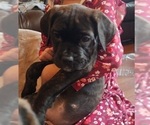 Small Photo #6 Mastiff Puppy For Sale in MERCED, CA, USA