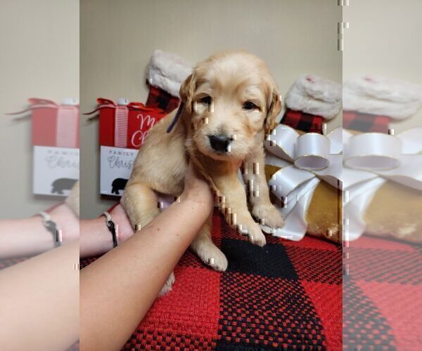 Medium Photo #7 Goldendoodle Puppy For Sale in WINDER, GA, USA